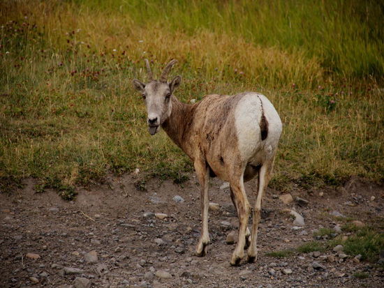 Blöööhhh...- wieso denn fotografieren....? aaahhh - nice picture - gell...!
