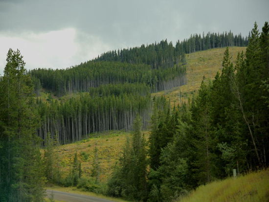 Intensive Waldwirtschaft....