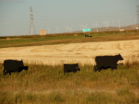 Selber finden wir auf einer Anhöhe einen äusserst windigen RV-Park...
Geschlafen...? eher schlecht bei dem Wind....