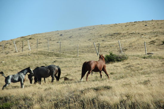 Wir sind in Montana, im wilden Westen der USA...