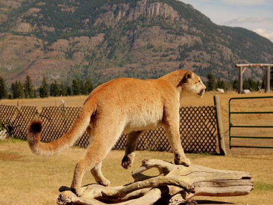 Bei East Glacier gehen wir in einem Gemüseladen einkaufen - direkt ab Hof...; dieser nette Geselle ist ein Berglöwe - nebenan hat ein Tierpräparator sein Atelier...; wir dürfen ihm bei der Arbeit über die Schulter gucken...