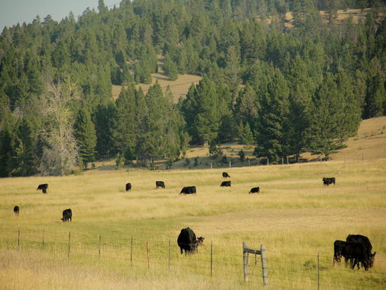 Bereits beginnen Bauern ihre Viehbestände zu reduzieren, da infolge der Trockenheit zu wenig Futter vorhanden ist...