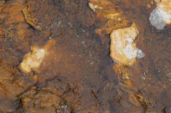 Bakterienkulturen haben sich im warmen Wasser angesiedelt...