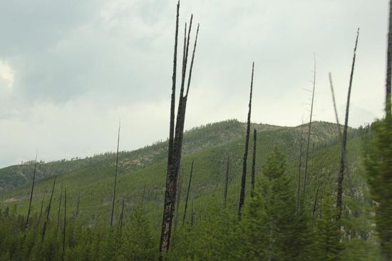 Auch hier im NP - immer wieder Waldbrände, verursacht durch Blitzschläge...