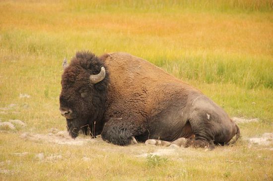 Trotz allem, der scheint sich wohlzufühlen...; auch wir sind zufrieden mit dem erlebnisreichen Tag, in Madison beziehen wir einen CP im Wald...; entgegen allen Befürchtungen sind noch Plätze verfügbar...; in der Hochsaison muss allerdings reserviert werden...!