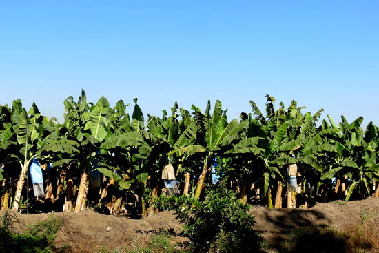 Auf Nebenstrassen geht es vorbei an Bananenplantagen...