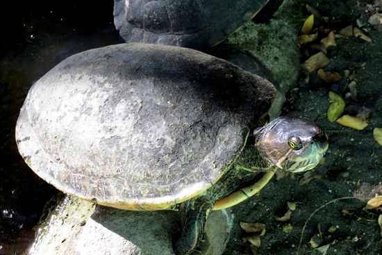 In der Aufzuchtstation der Schildkröten werden auch...