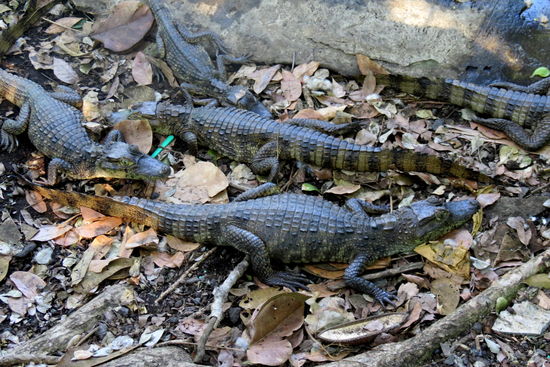 ...Krokodile gezüchtet!