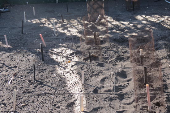 Schildkrötengelege in der Aufzuchtstation