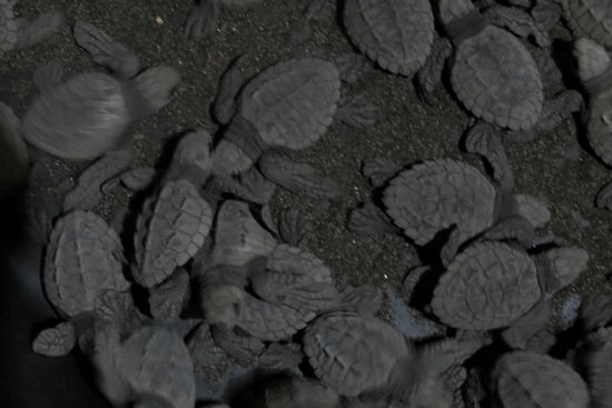 kleine, frisch geschlüpfte Schildkröten - 1 Tag alt!