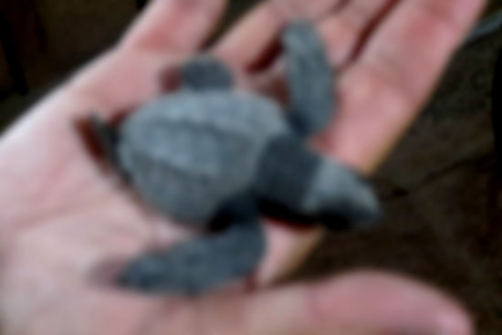 Auf ein gutes Leben im Pazifik! (Sorry für die Bildqualität!)