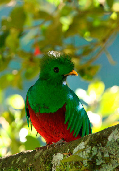 Das Bild stammt aus www.artenschutz.de
Der Vogel war bereits bei den Mayas streng geschützt. Es wurde die Todesstrafe verhängt, wenn jemand den Quetzal tötete! Auch heute ist der Quetzal streng geschützt!
(https://wikimediafoundation.org/wiki/Terms_of_Use/de)