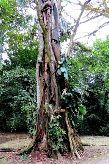 Uralte Bäume säumen den Weg.