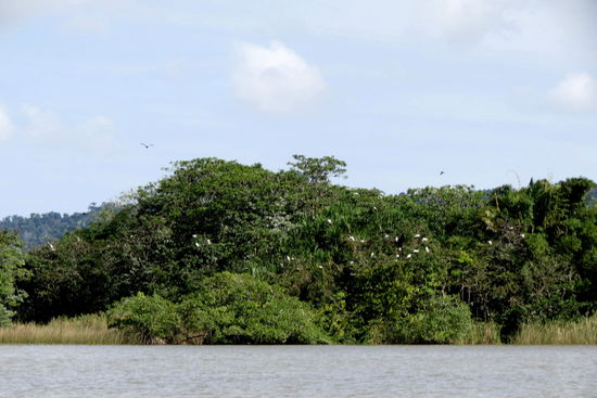 Viele kleine Inseln liegen im Rio - bevölkert von viele Vögeln