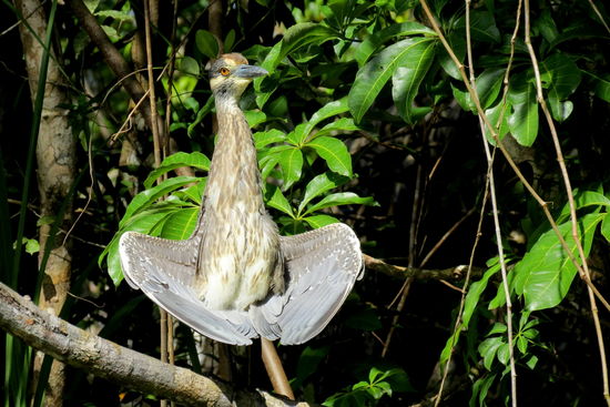 in einem Gebüsch entdeckt