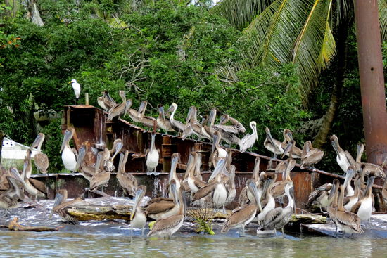 Sie warten geruhsam auf einen Fischkutter, der ihnen etwas Nahrung überlässt