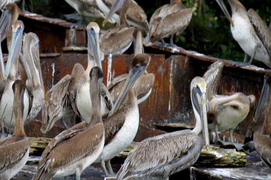 Die braunen Pelikane - sie müssen ein super Sehvermögen haben! Lange Zeit kreisen sie umher, bis ein Fisch entdeckt wird! Dann stechen sie im Steilflug hinunter - ob es jedes mal ein Volltreffer ist?