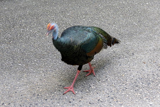 Diesen Goldfasan habe ich in Natura gesehen...