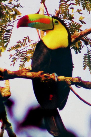 Tucan