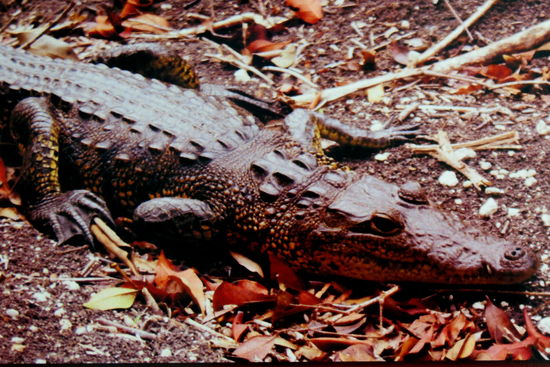 Es soll nicht ratsam sein, in der Lagune schwimmen zu gehen!