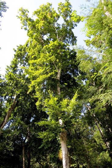 Absolut ruhig ist es hier in diesem schönen Urwald mit den fantastischen Bäumen