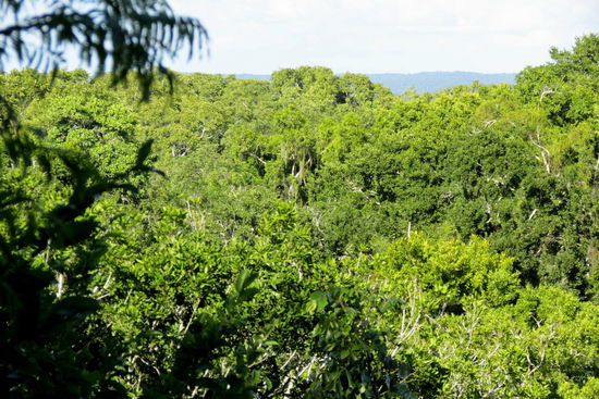 Der Blick über das Blätterdach des Urwaldes
