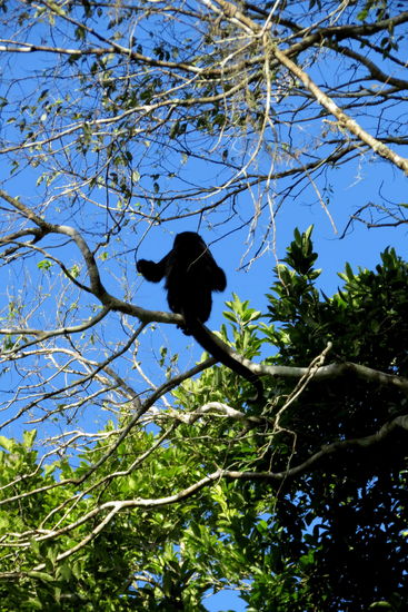 Beim Abstieg raschelt es so komisch in den Baumwipfeln... Affen, welche Nahrung suchen!