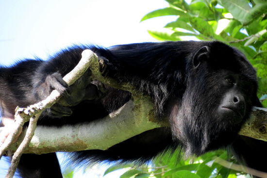 Hurra - ein Brüllaffe liegt dösend vor meiner Kamera! Gut, dass er nicht gleich losgebrüllt hat - der Lärm ist jeweils ohrenbetäubend und durchdringt lautstark die Stille des Urwaldes
