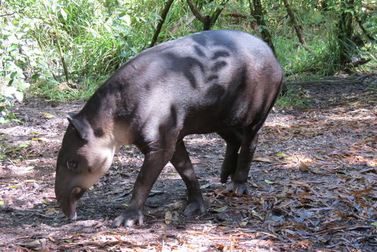 Der Tapir