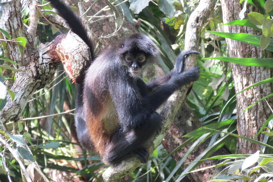 Wer beäugt wen??? Kapuzineräffchen