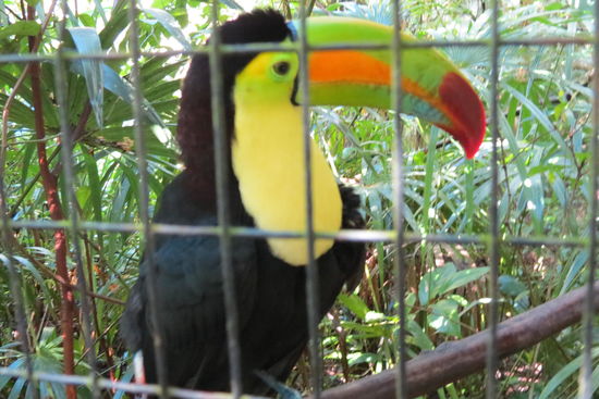 Der herrliche Tucan