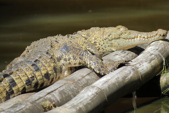 Amerikanisches Krokodil