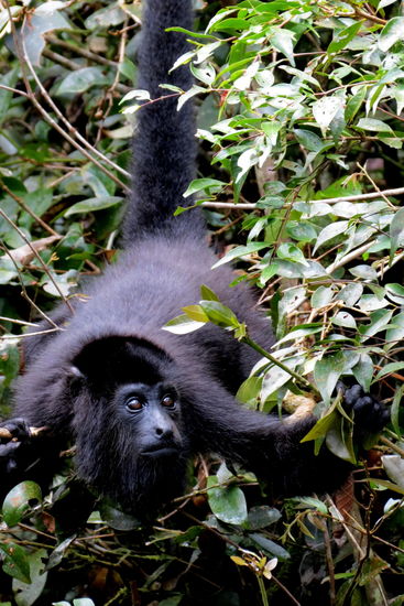 Den Kerl kennen wir schon - ein Brüllaffe auf Futtersuche