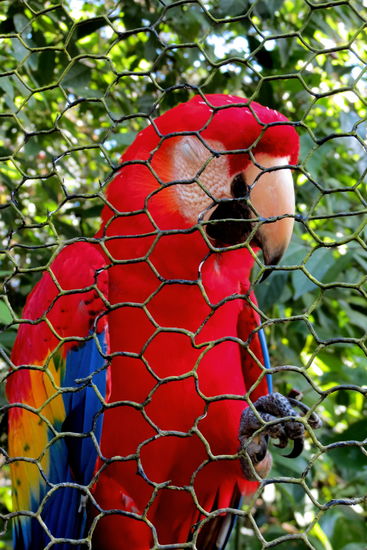 Und der farbenfrohe Ara