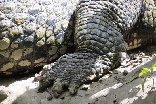 Und das sind auch nicht gerade streichelfähige Pranken