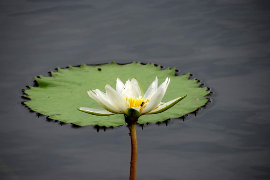 Schöne Seerosen im Fluss
