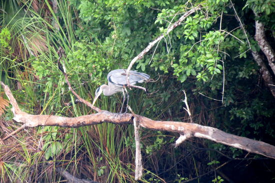 Und da äugt ein Anderer nach seiner Mahlzeit aus dem Fluss