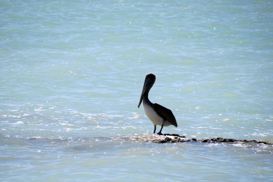 Super, sich für einmal etwas treiben lassen, den Wasservögeln zuzuschauen und etwas Haushaltarbeiten zu verrichten
