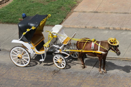 Mal was Anderes - Pferd mit Hut!