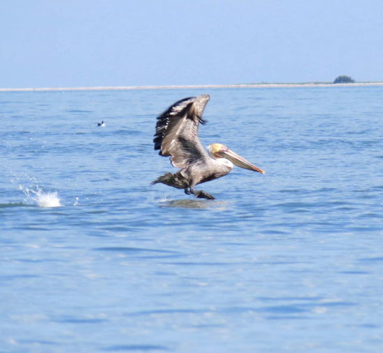 oder den Flugkünsten der braunen Pelikane mit ihren kühnen Fischfängen