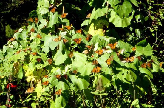 Die Monarchfalter überwintern auf ca. 3200 m ü.M.