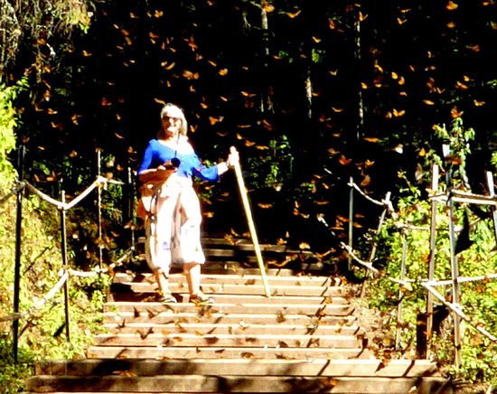 Da schwirren die Monarchen zu Tausenden umher