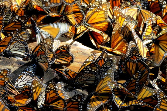 Jedes warme Fleckchen Erde wir ausgenützt, um sich zu wärmen