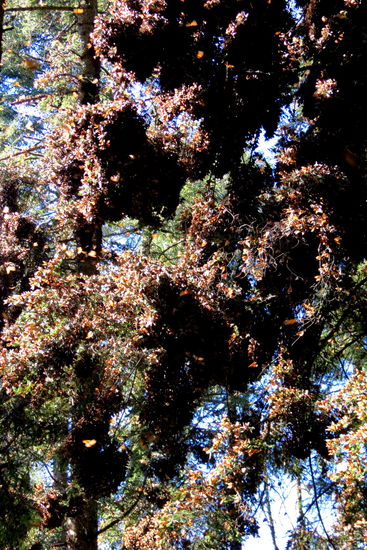 In riesigen "Trauben" hängen die Falter an den Bäumen.  Sie haben ein Wechselsystem entwickelt, da aussen immer die tiefsten Temperaturen herrschen! Die Falter sind ständig in Bewegung und zwar von aussen nach innen, da die Innentemperaturen sie überleben lässt.