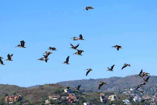 Da kann ich mich kaum satt sehen, bei der grossen Anzahl von braunen Pelikanen, wie sie so gemächlich ihre Runden drehen - und wie aus dem Nichts lassen sie sich fast senkrecht abfallen um im Tauchen den Fisch zu holen
