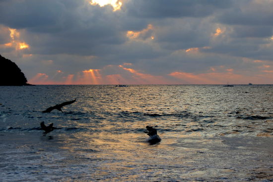 Echt schwierig, die Pelikane im Sturzflug zu fotografieren