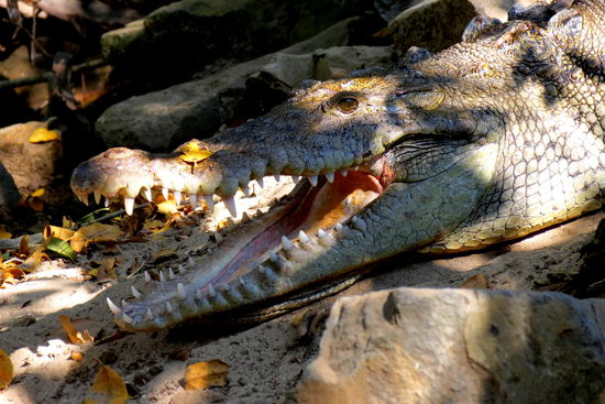 Wow - dieser nette Kerl hat keine 4 m von den Tischen im Restaurant entfernt, gedöst.
