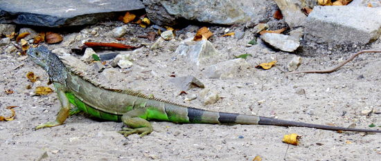 Da sind mir diese putzigen Leguane wesentlich lieber