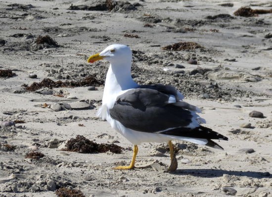 Möven fotografieren...
