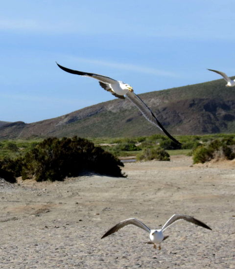 … im Fluge - ist gar nicht so einfach! 